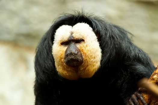 Pithecia pithecia, also known as Golden-face saki monkey in zoo