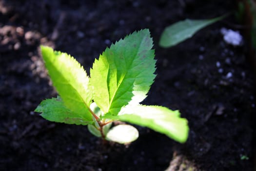 Young apple tree in the ground