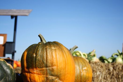 Pretty different types of pumpkins for sale