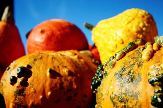 Pretty different types of pumpkins for sale