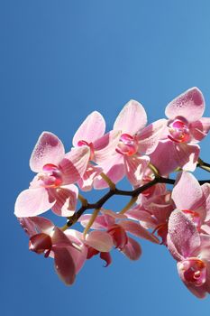 Orchid in the water on a sunny day