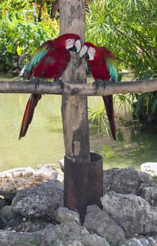 Tropical birds in the Dominican Republic: two colorful parrots.