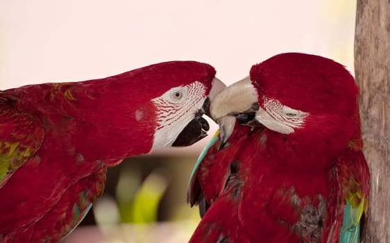 Tropical birds in the Dominican Republic: two colorful parrots.