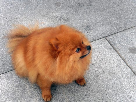 a small brown dog with long-haired dog