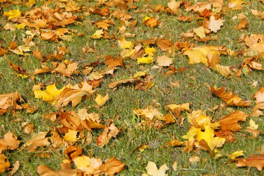 autumn maple orange leaves on the ground