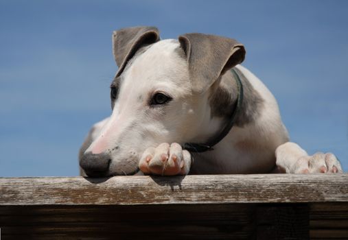 portrait of a young purebred whippet