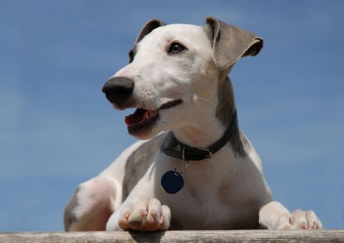 portrait of a young purebred whippet