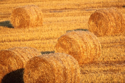 bales of straw on harvested field