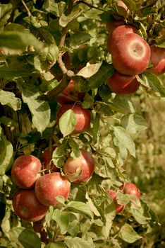 Cluster of ripe apples on a tree branch in autumn