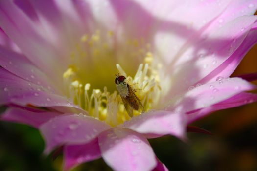 A bee gathering nectar on pretty flowers