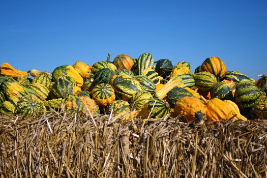 Pretty different types of pumpkins for sale