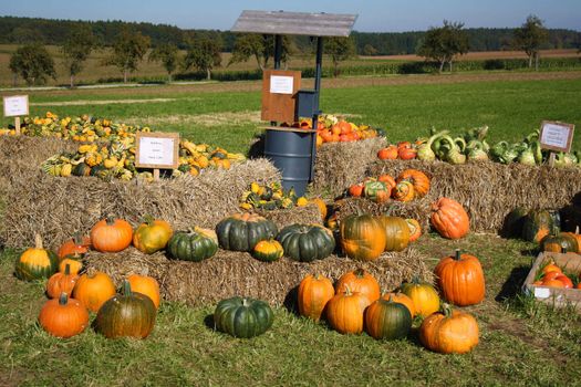 Pretty different types of pumpkins for sale