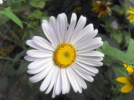 a kind of flower