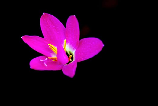 She's Scientific name is called Zephyranthes grandiflora