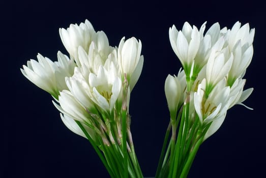 She's Scientific name is called Zephyranthes grandiflora