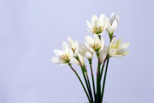 She's Scientific name is called Zephyranthes grandiflora