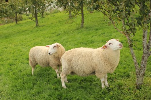 Sheeps in fruitgarden