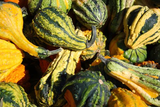 Pretty different types of pumpkins for sale