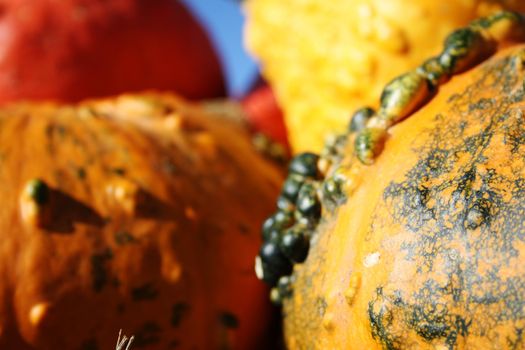 Pretty different types of pumpkins for sale