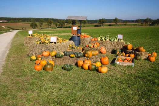 Pretty different types of pumpkins for sale