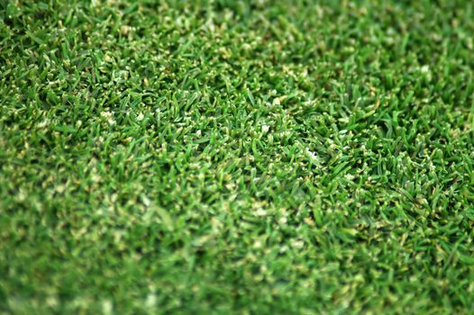 green dry grass, distance blurring, detail photo