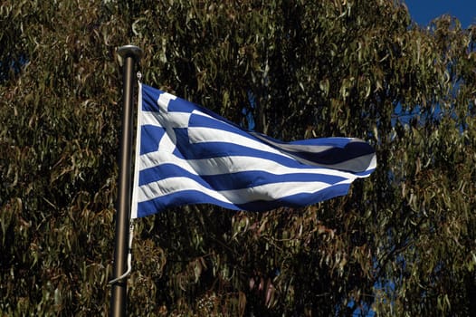 waveing greece flag in front of tree leafs