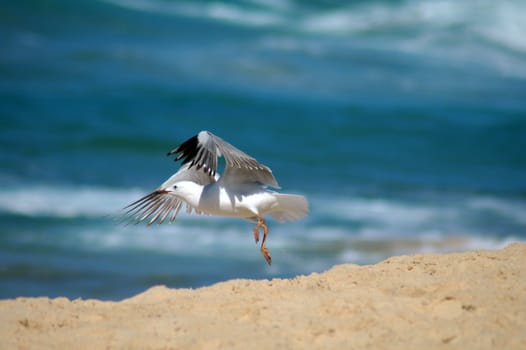 seagull taking off from a sand beach, blurred ocean in background
