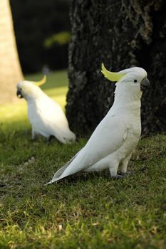 two white parrots with yellow feathers on head