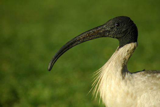 white australian bird with black head and beak