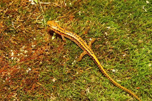 Long-tailed Salamander (Eurycea longicauda) near Cane Creek in Alabama.