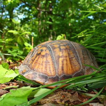 A Box Turtle (Terrapene carolina) hides at Monte Sano State Park - Alabama.