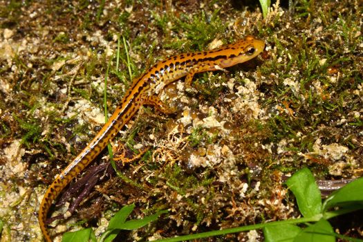 Long-tailed Salamander (Eurycea longicauda) near Cane Creek in Alabama.