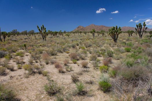 The arid expanse of the Mojave National Preserve in California.