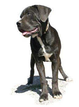 portrait of italian mastiff