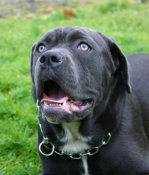 portrait of italian mastiff