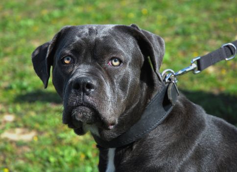 portrait of italian mastiff