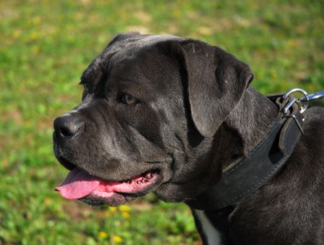 portrait of italian mastiff