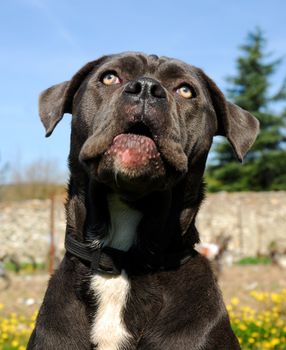 portrait of italian mastiff