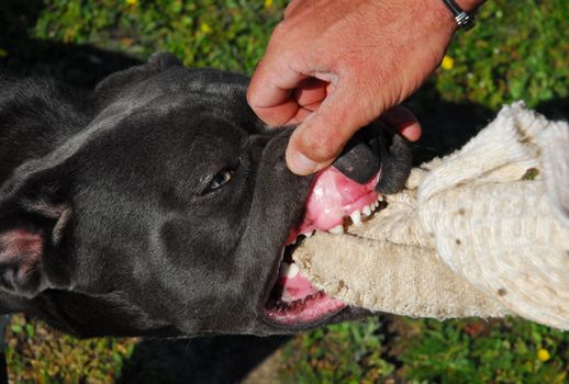 portrait of italian mastiff