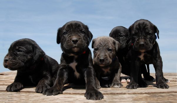 portrait of puppies italian mastiff