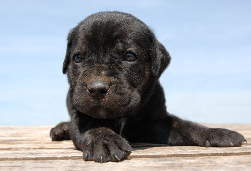 portrait of puppy italian mastiff