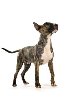 portrait of a purebred brown bull terrier in front of white background