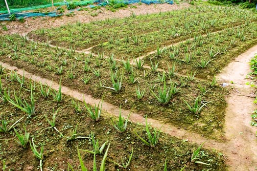 immature aloes in aloe farm