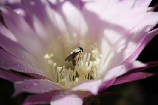 A bee gathering nectar on pretty flowers