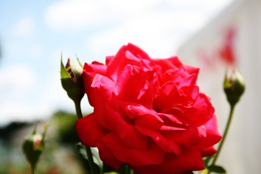 A beautiful Rose on a sunny day 