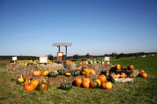 Pretty different types of pumpkins for sale