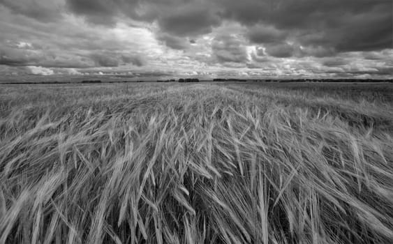 anxiety, autumn, cloud, cloudiness, corn, crops, field, gravity, horizon, landscape, lines, low, nature, rye, serenity, siberia, sky, storm, summer, valley, wave, wide, wind