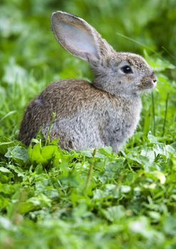 Rabbit sitting in the grass on the farm