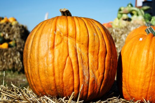 Pretty different types of pumpkins for sale