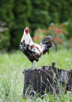 Rooster standing on the trunk and the sounds issuing